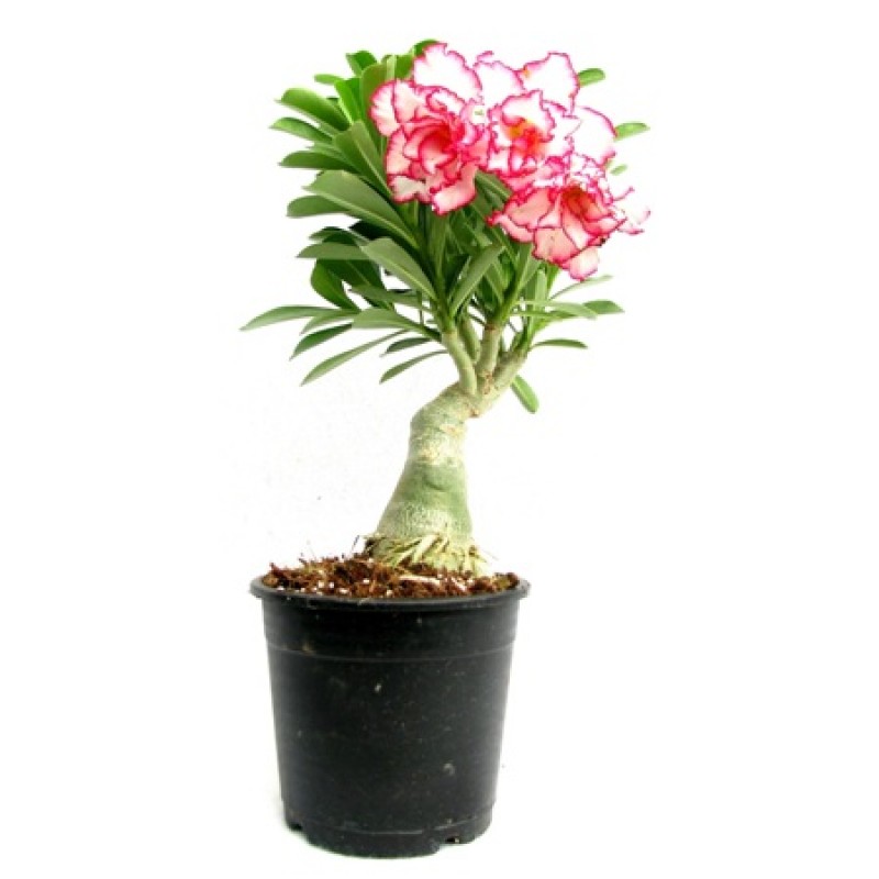 Plants/adenium bonsai.jpg